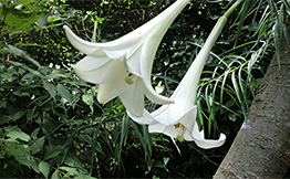 公園の風景6