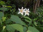 260610DSCN2624.JPG