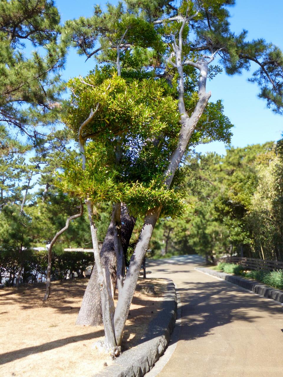 園内の植物｜神奈川県立葉山公園/はやま三ヶ岡山緑地